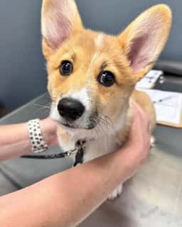 Liberty Hill Animal Hospital