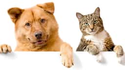 Prestige Animal Wellness