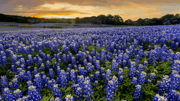 Lone Mountain Insurance Group, LLC