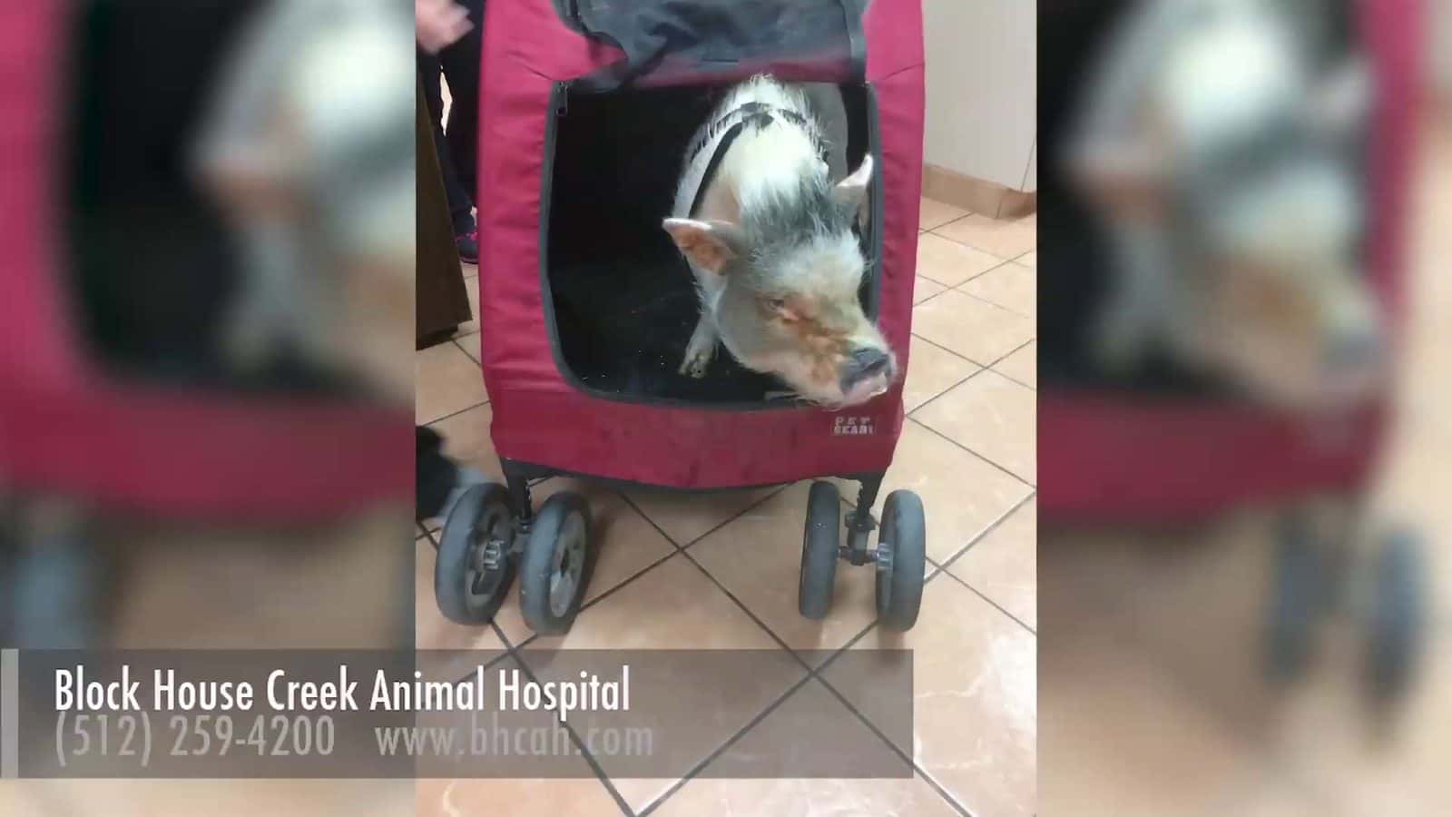 Block House Creek Animal Hospital — Pet Services photo 2 of 5