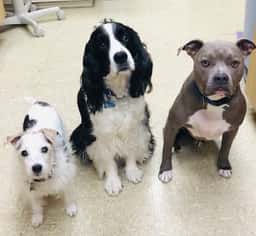 Highway 79 Animal Clinic