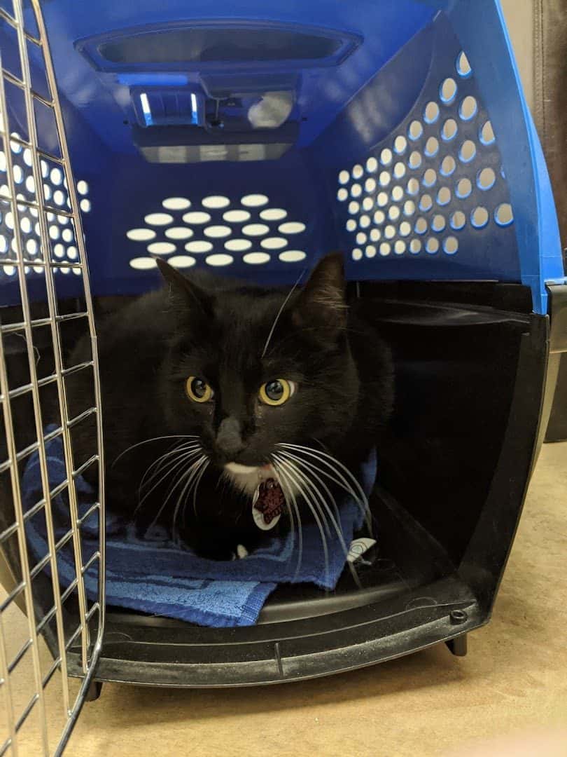 Central Texas Cat Hospital - MERGED W/ SAM BASS VETERINARY WELLNESS — Pet Services photo 3 of 5