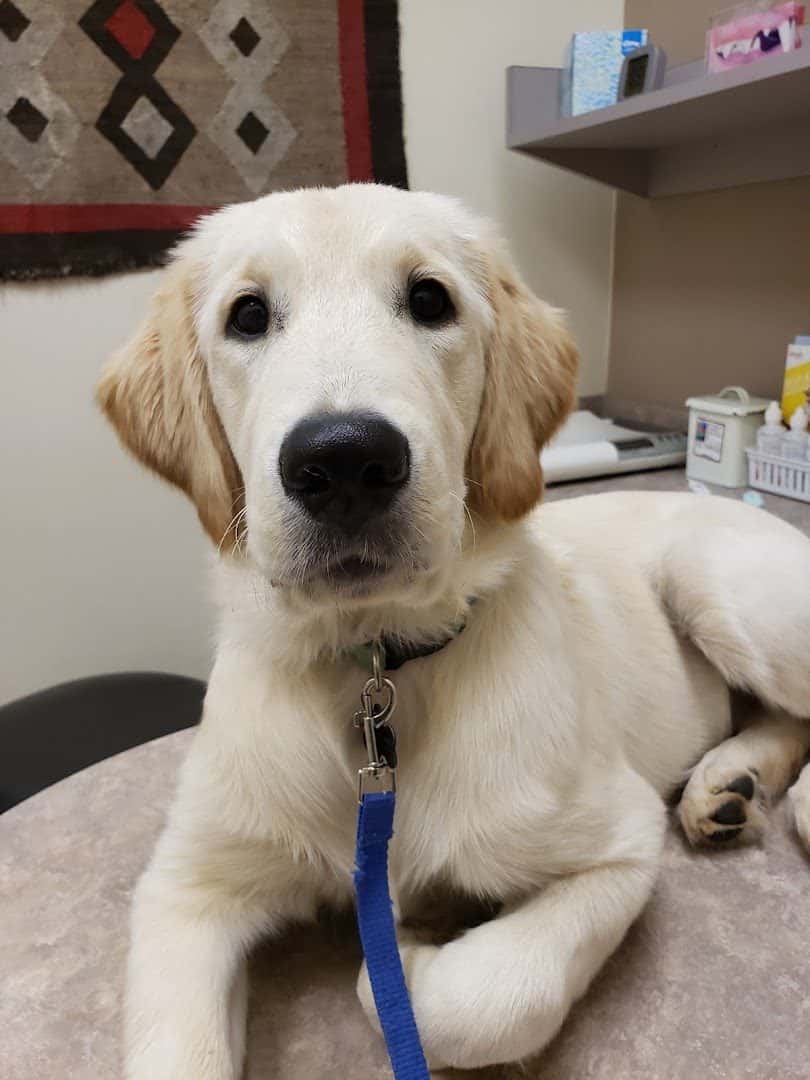 Comanche Trail Veterinary Center — Pet Services photo 2 of 5