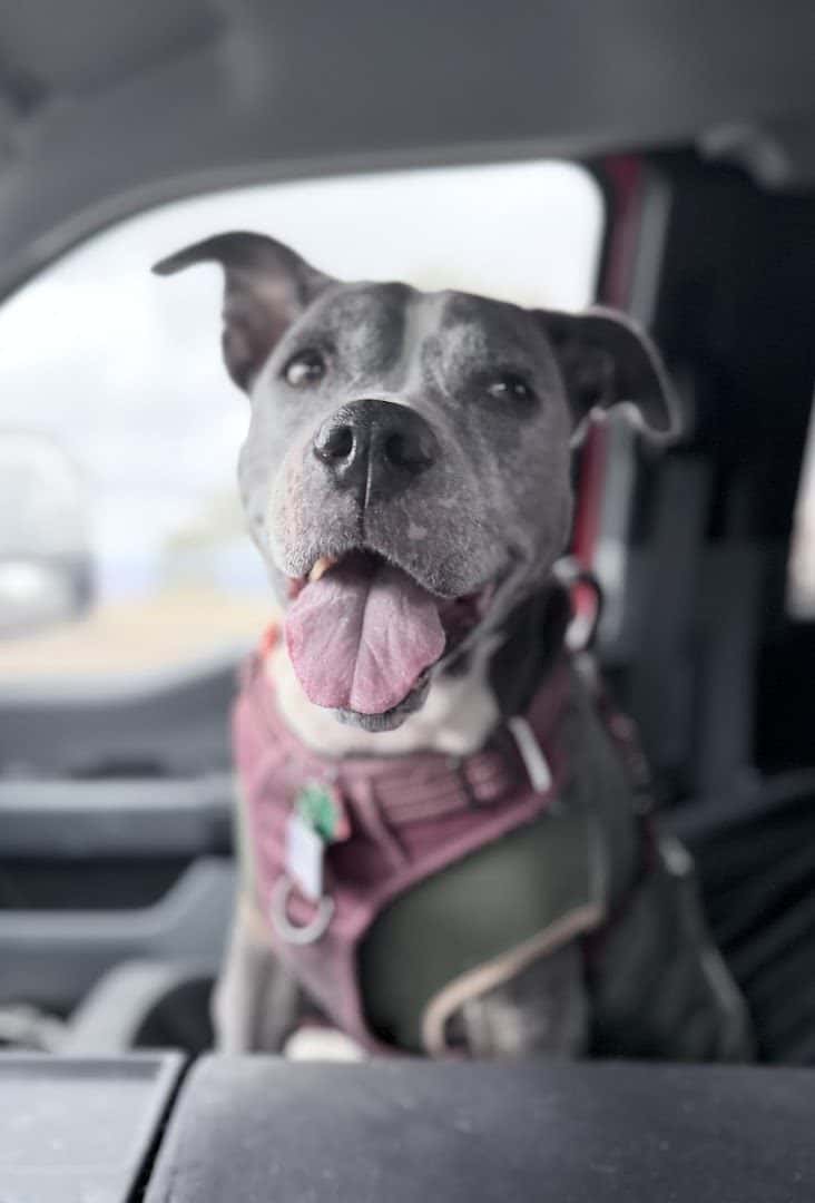 Animal Hospital of Hutto — Pet Services photo 3 of 5