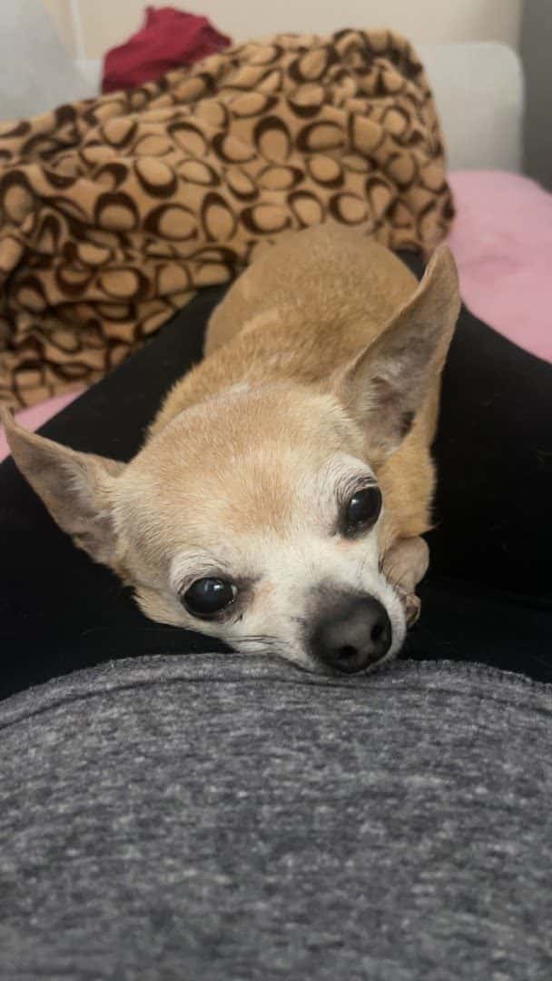 Whitestone Animal Hospital — Pet Services photo 2 of 5