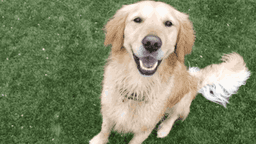 The Dog Ranch at Liberty Hill