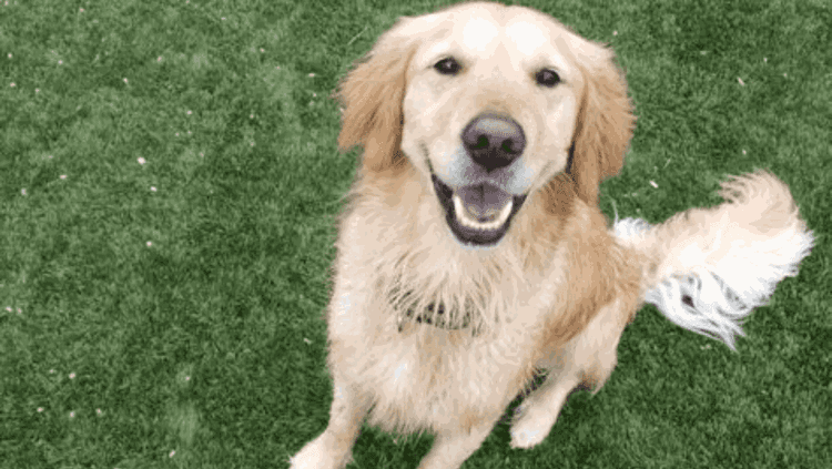 The Dog Ranch at Liberty Hill