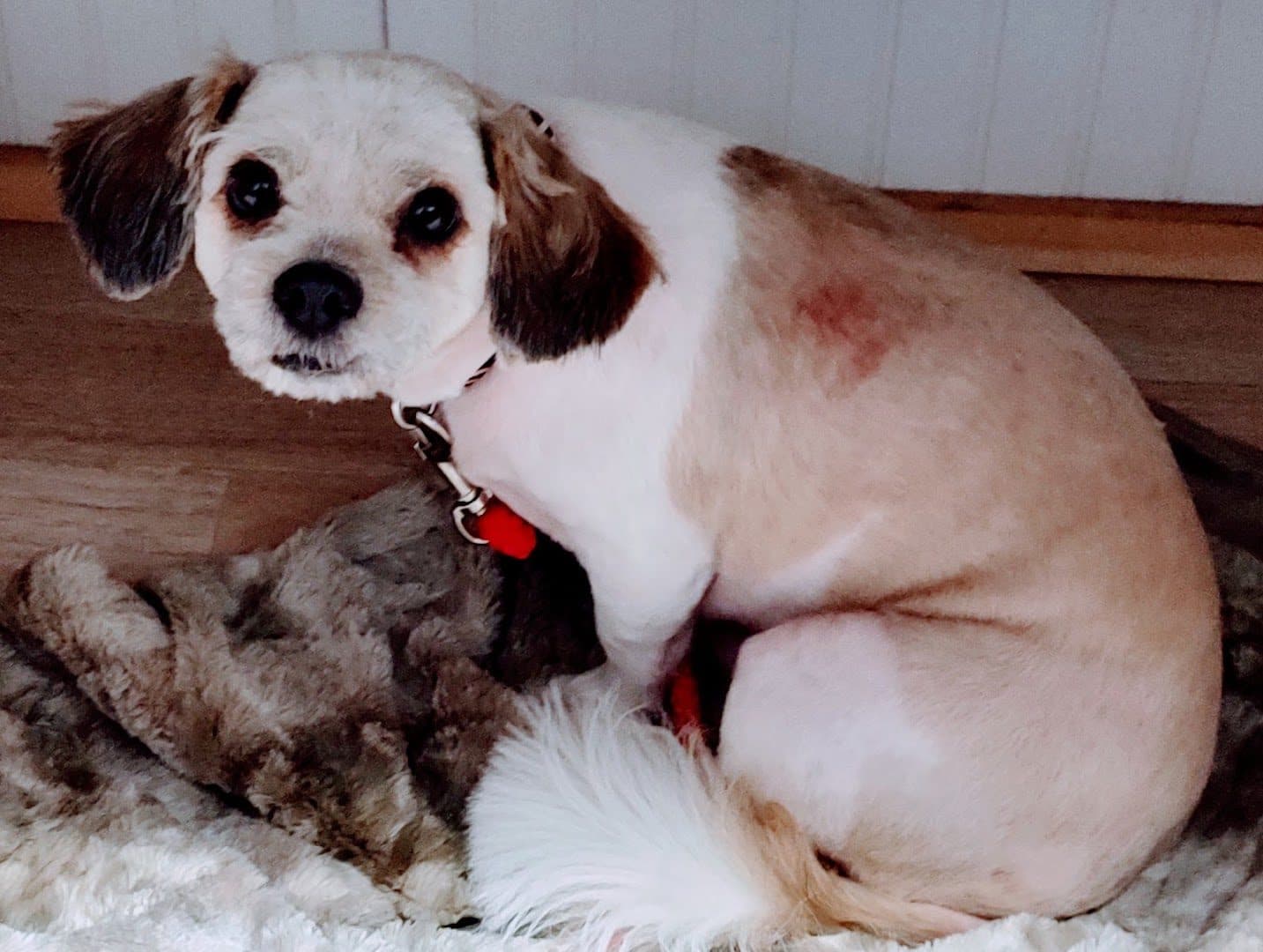 Coupland Veterinary Hospital - Dr. Arlon Graef, DVM — Pet Services photo 1 of 5