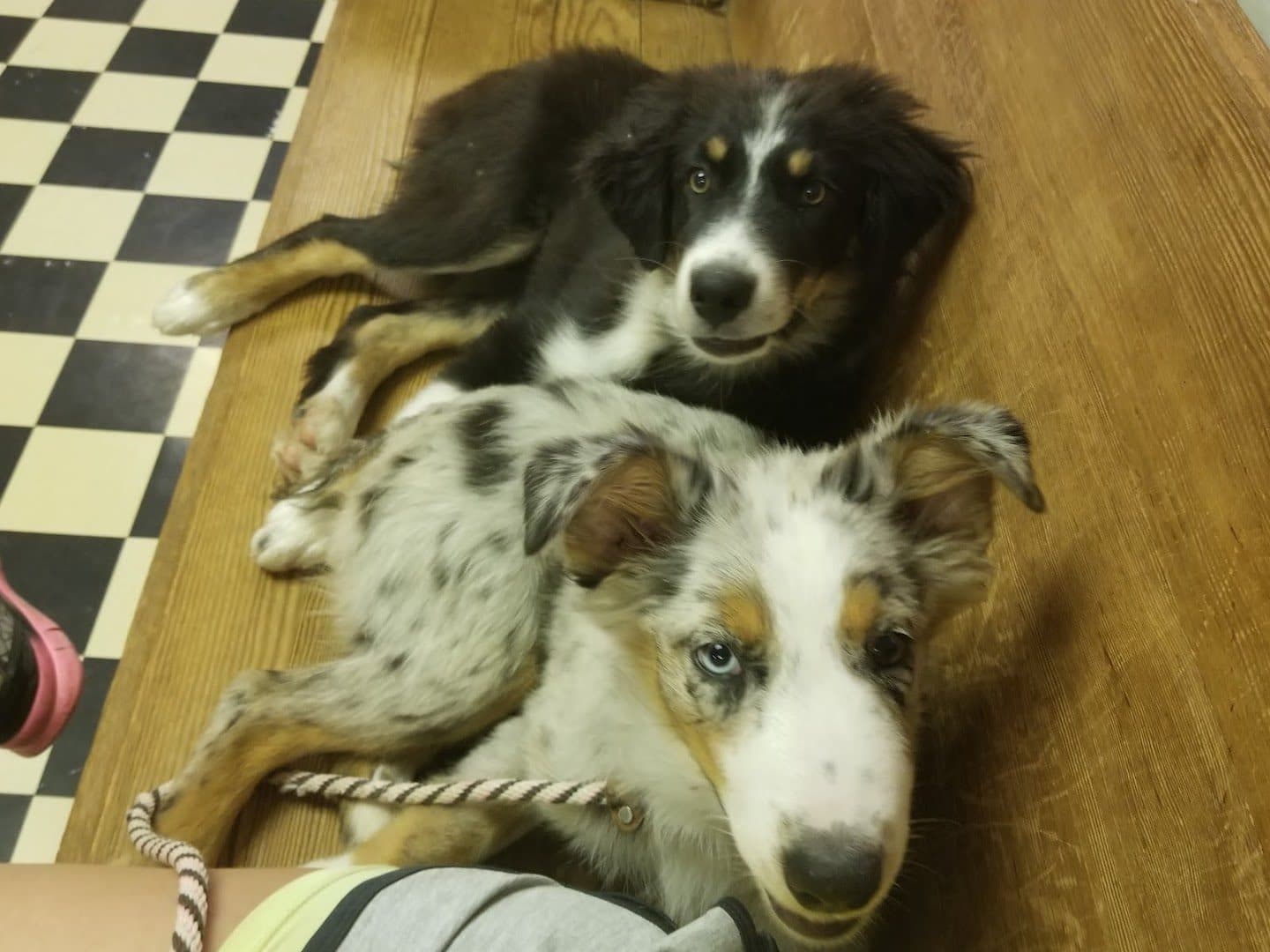 South San Gabriel Animal Clinic — Pet Services photo 1 of 5