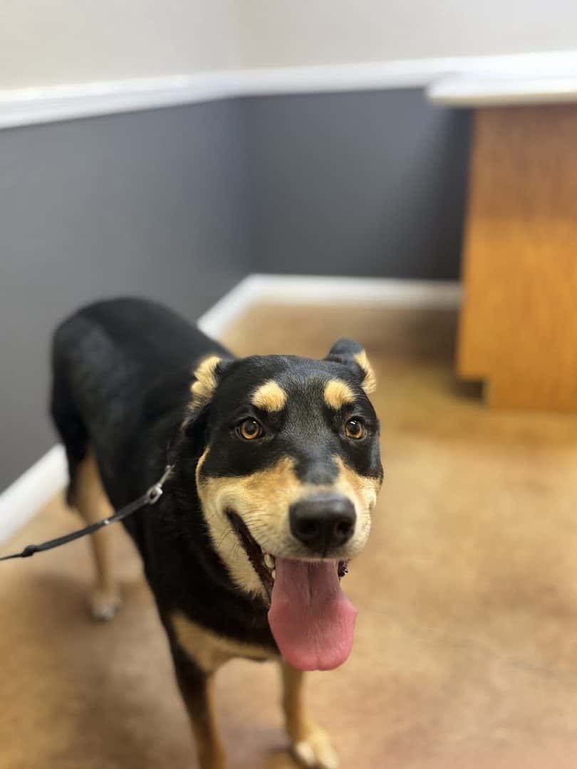 Hutto Veterinary Clinic — Pet Services photo 2 of 5