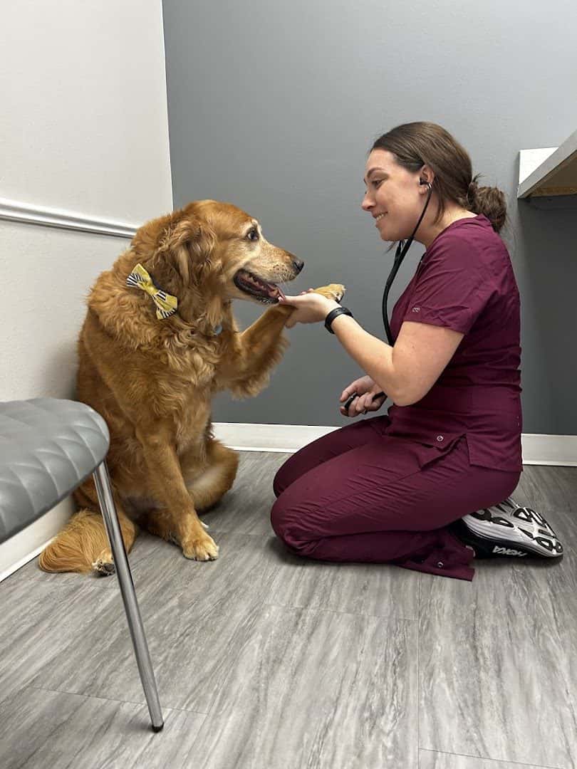 Paw Haven Animal Hospital — Pet Services photo 2 of 5