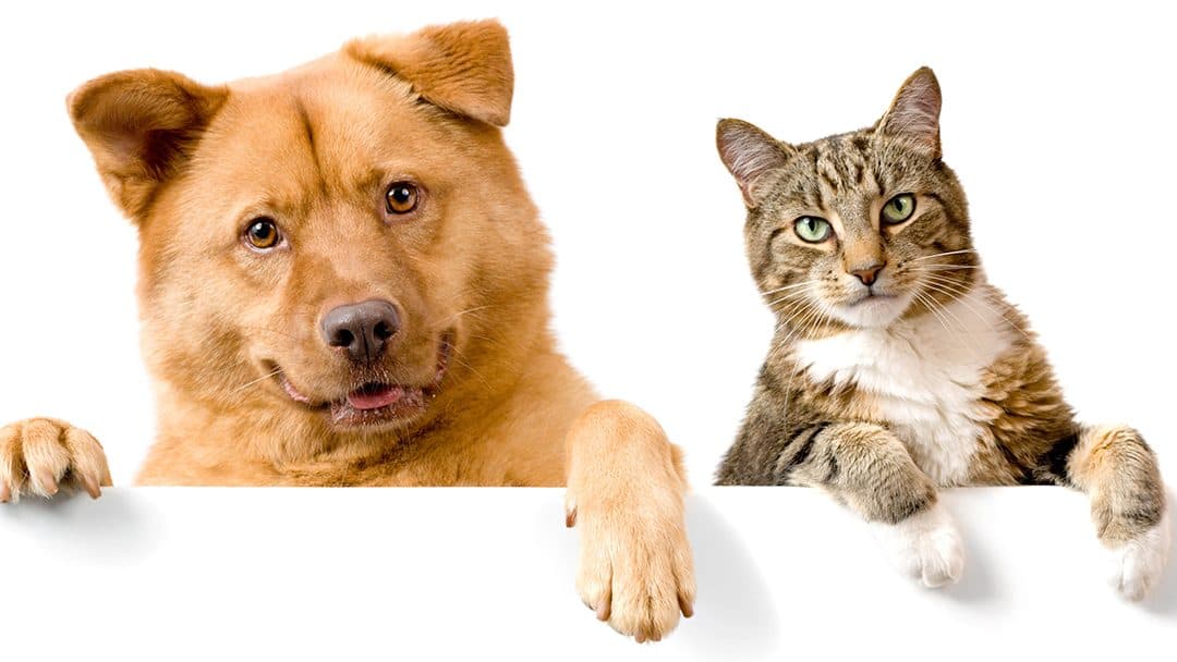 Prestige Animal Wellness — Pet Services photo 1 of 5
