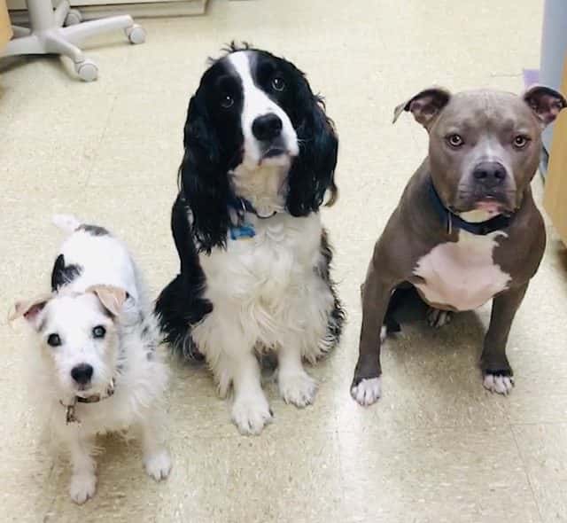 Highway 79 Animal Clinic