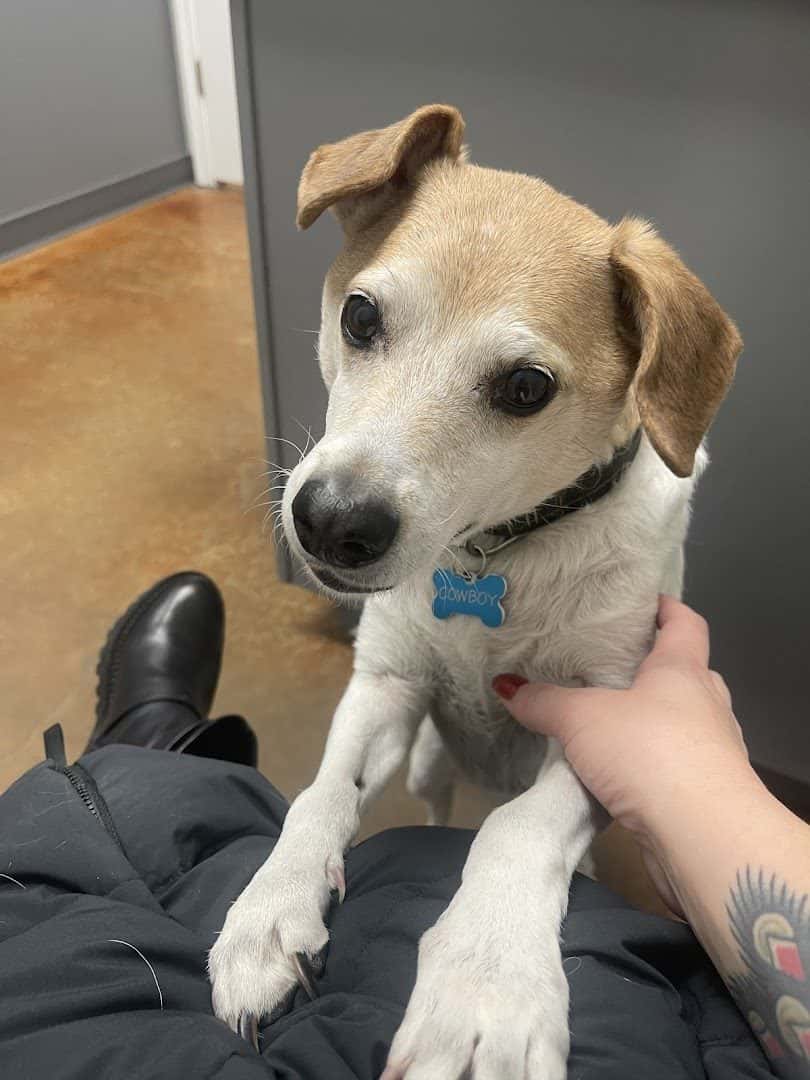 Parmer Lane Pet Hospital — Pet Services photo 2 of 5