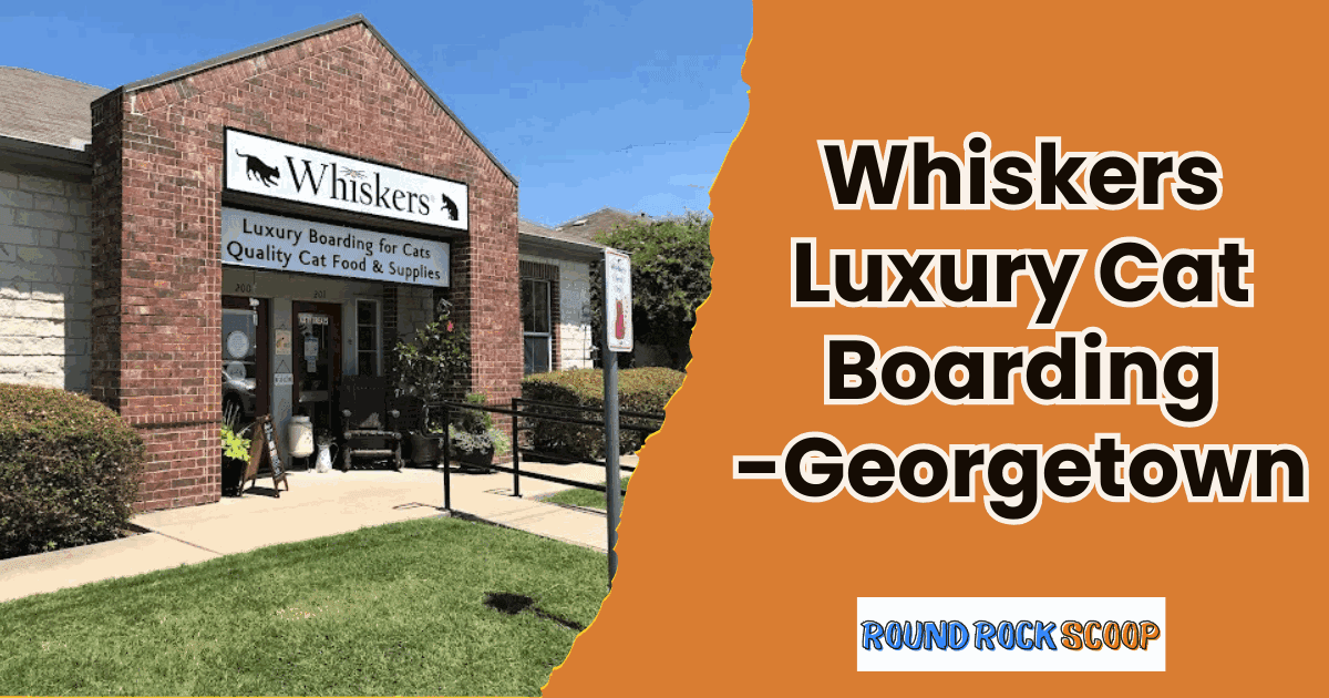 A Calm Getaway for Cats – Whiskers Luxury Cat Boarding, Georgetown — featured image
