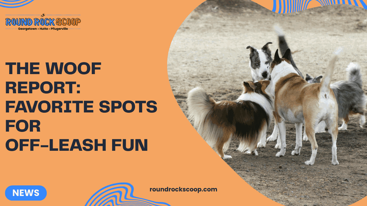 The Woof Report: favorite spots for off-leash fun — featured image