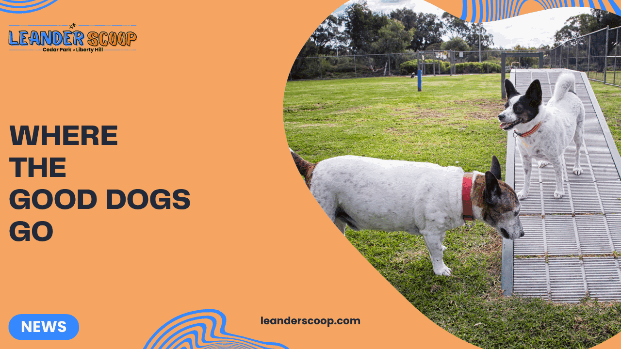 Where the Good Dogs Go — featured image