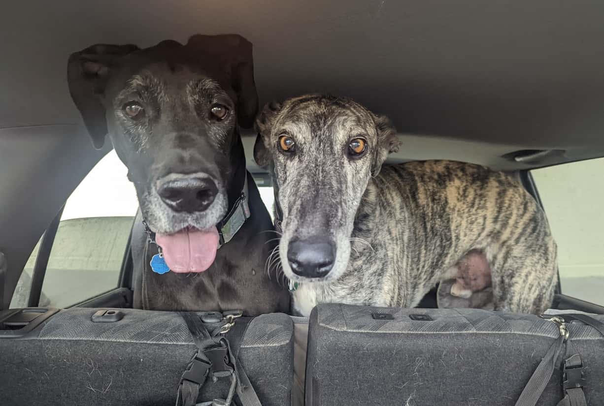 Action Pack - Georgetown — Pet Services photo 2 of 5
