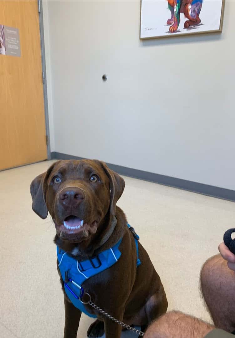 Firehouse Animal Health Center Round Rock — Pet Services photo 2 of 5