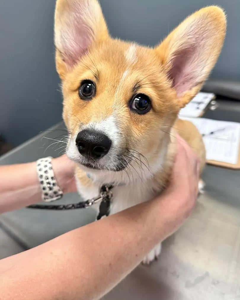 Liberty Hill Animal Hospital — Pet Services photo 1 of 5
