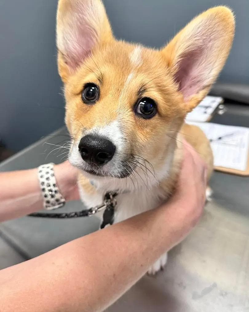 Liberty Hill Animal Hospital — Pet Services photo 1 of 5