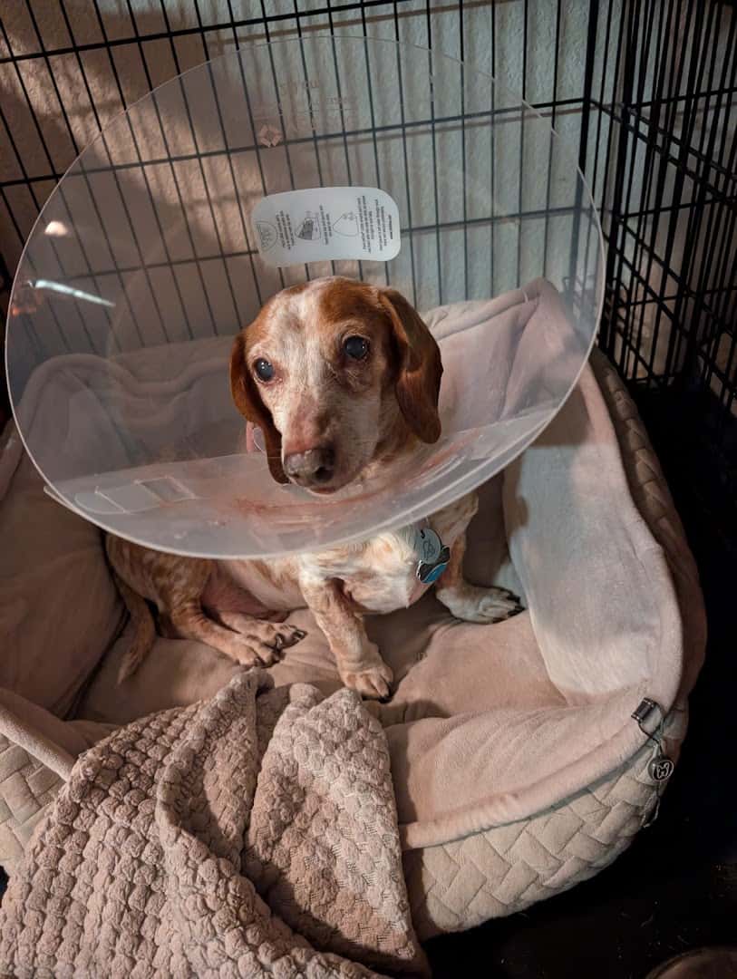 Liberty Hill Animal Hospital — Pet Services photo 2 of 5