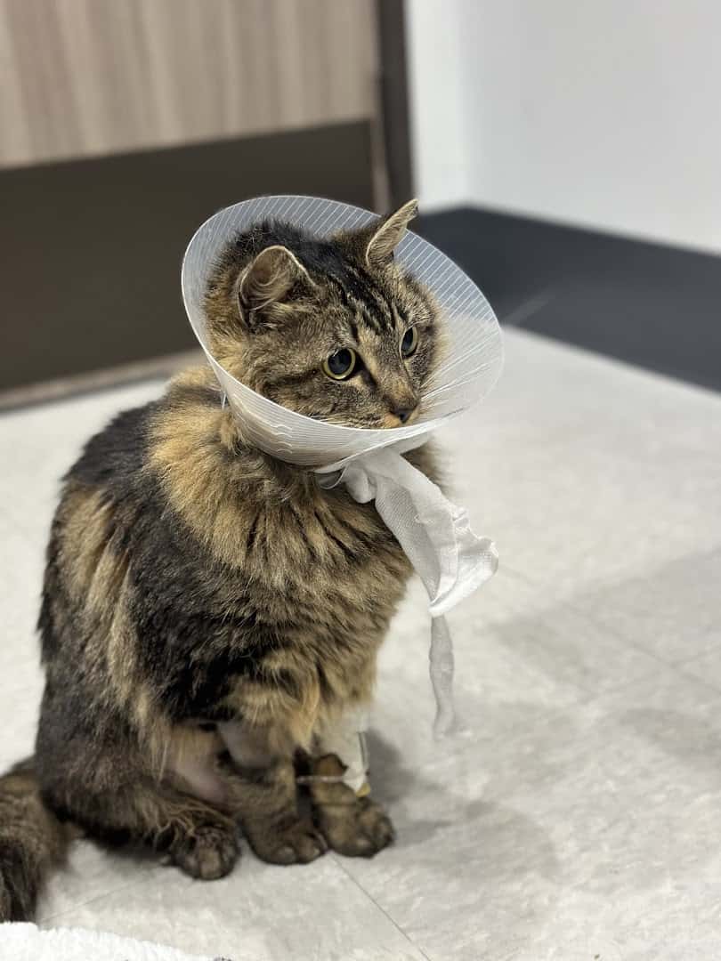 Emergency Animal Hospital of Crystal Falls — Pet Services photo 3 of 5