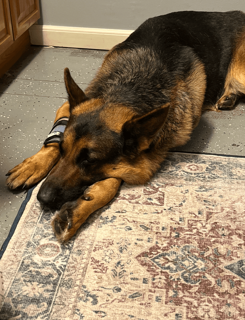 Hutto Veterinary Clinic — Pet Services photo 3 of 5