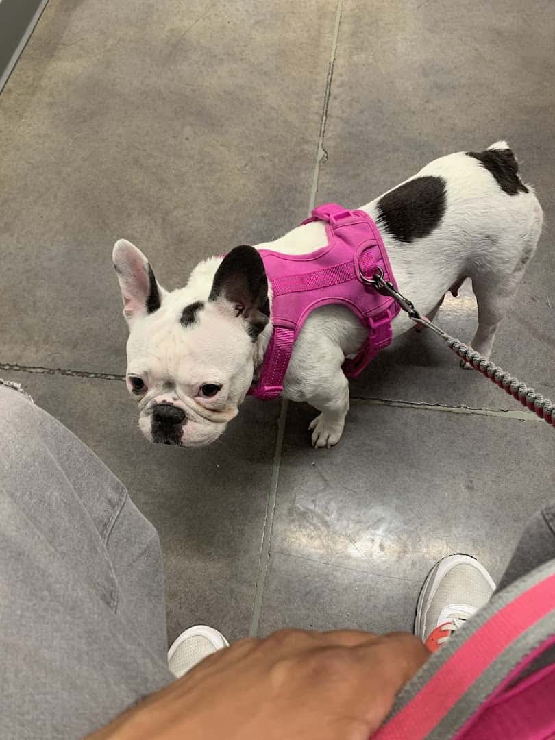 Thrive Pet Healthcare - Cedar Park — Pet Services photo 3 of 5