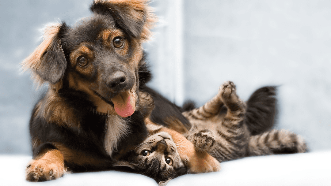 Hill Country Veterinary Hospital — Pet Services photo 1 of 5