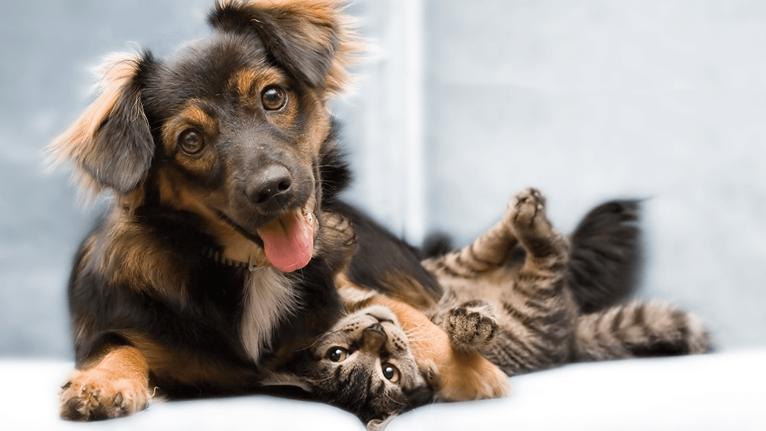 Hill Country Veterinary Hospital — Pet Services photo 1 of 5