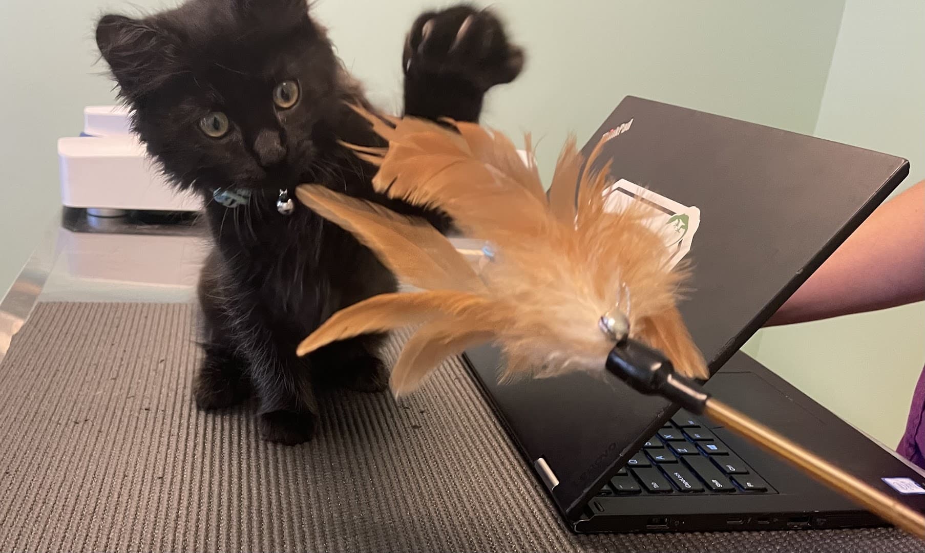 Emerald Veterinary Service — Pet Services photo 1 of 5