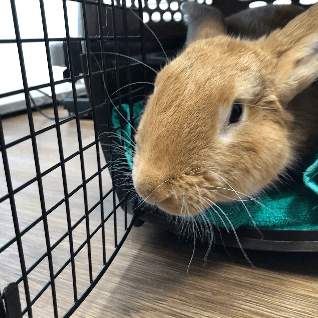 Emerald Veterinary Service — Pet Services photo 3 of 5