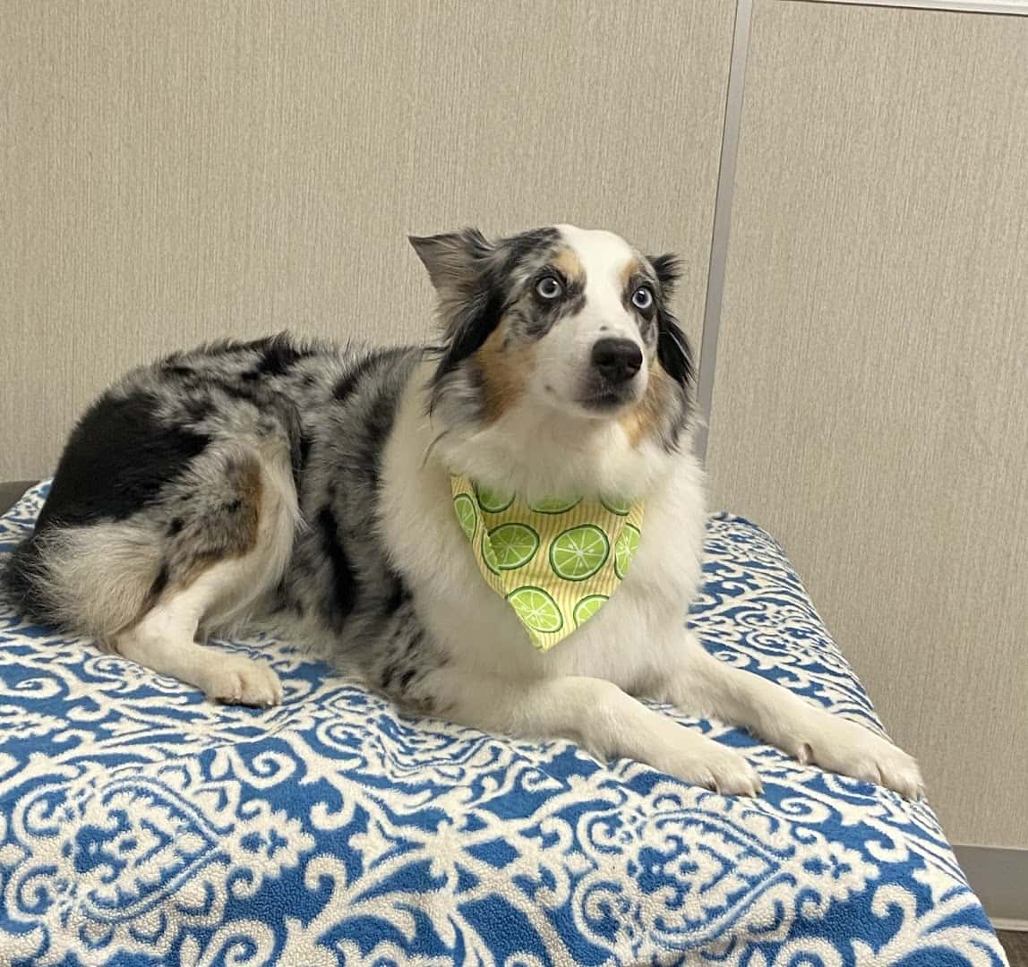 Cedar Park Animal Clinic — Pet Services photo 2 of 5