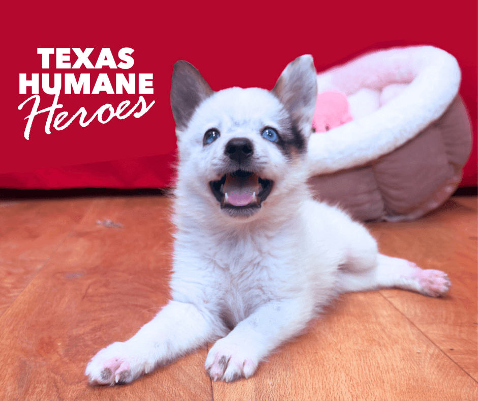 Texas Humane Heroes — Pet Services photo 1 of 5