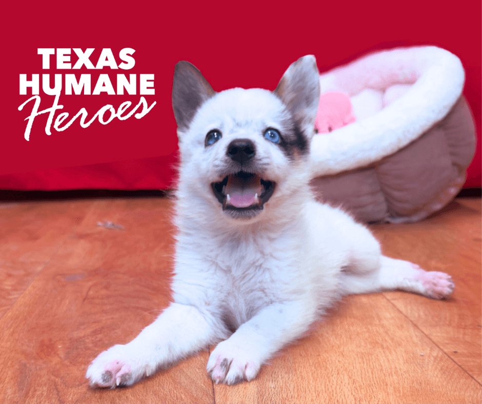 Texas Humane Heroes — Pet Services photo 1 of 5