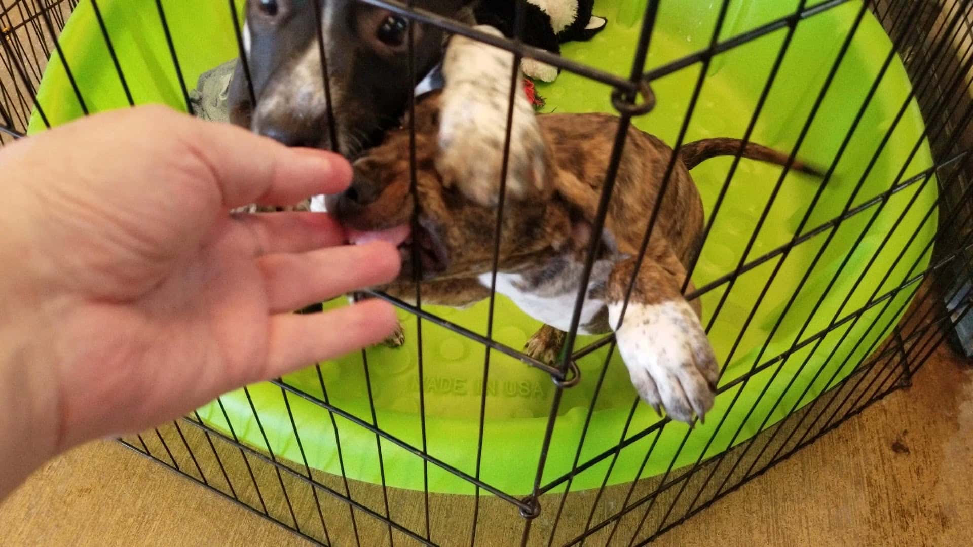 Texas Humane Heroes — Pet Services photo 2 of 5