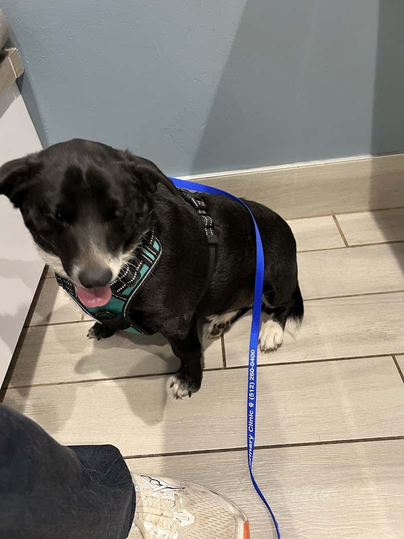 Leander Veterinary Clinic — Pet Services photo 3 of 5