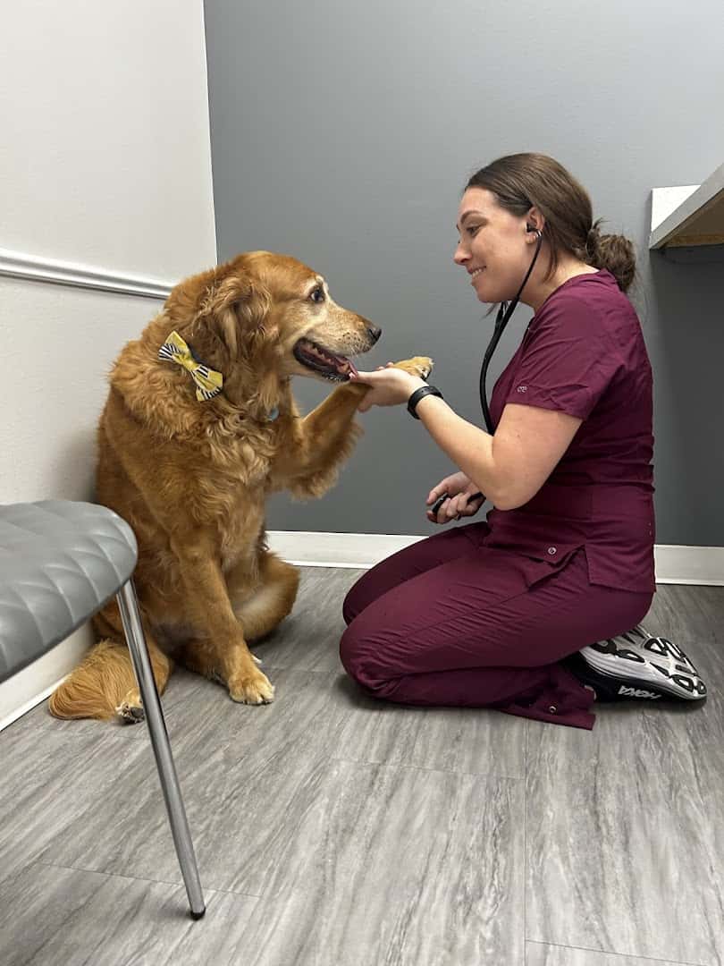 Paw Haven Animal Hospital — Pet Services photo 2 of 5