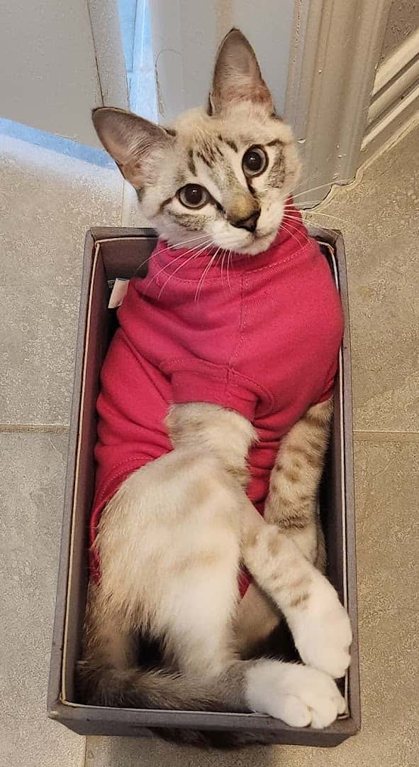 Paw Haven Animal Hospital — Pet Services photo 3 of 5