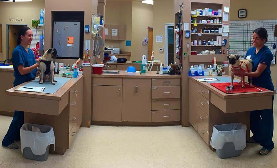 Cypress Creek Pet Care, A Thrive Pet Healthcare Partner — Pet Services photo 2 of 5