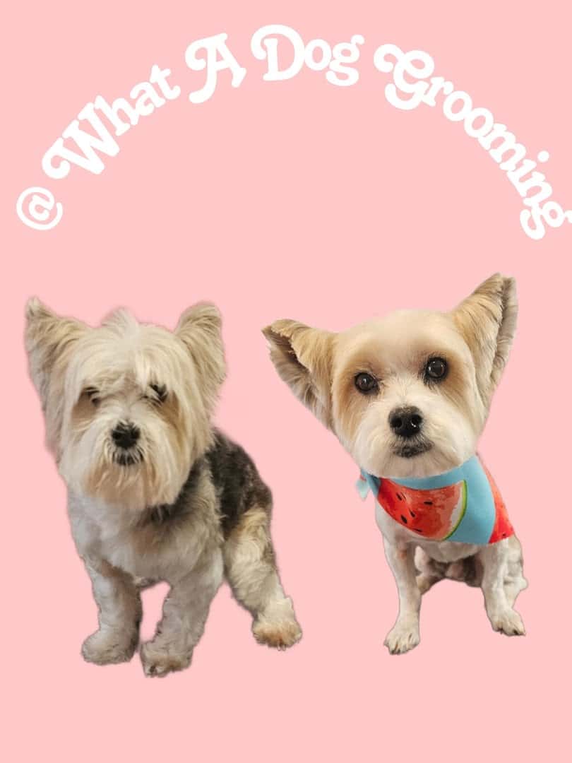 What A Dog Grooming — Pet Services photo 1 of 5