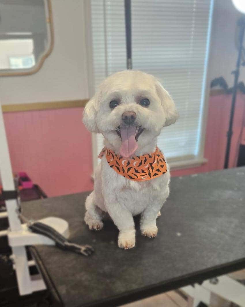 What A Dog Grooming — Pet Services photo 2 of 5