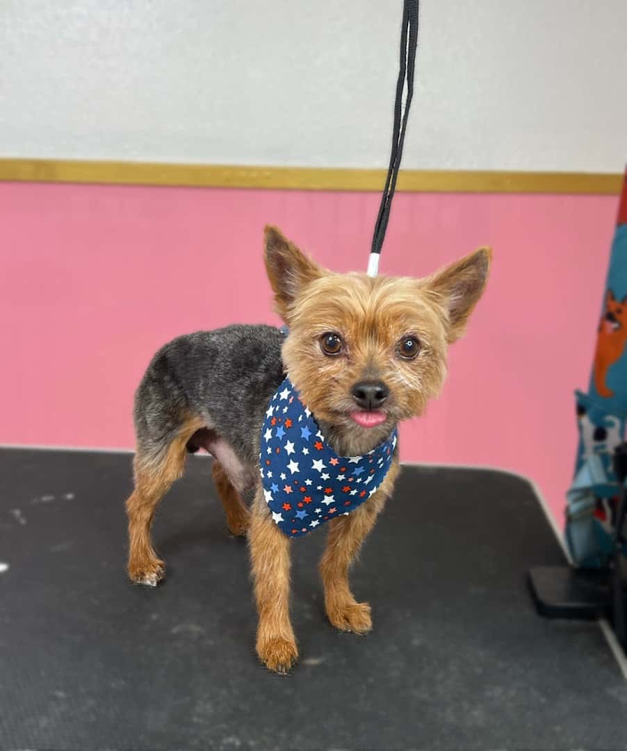What A Dog Grooming — Pet Services photo 3 of 5