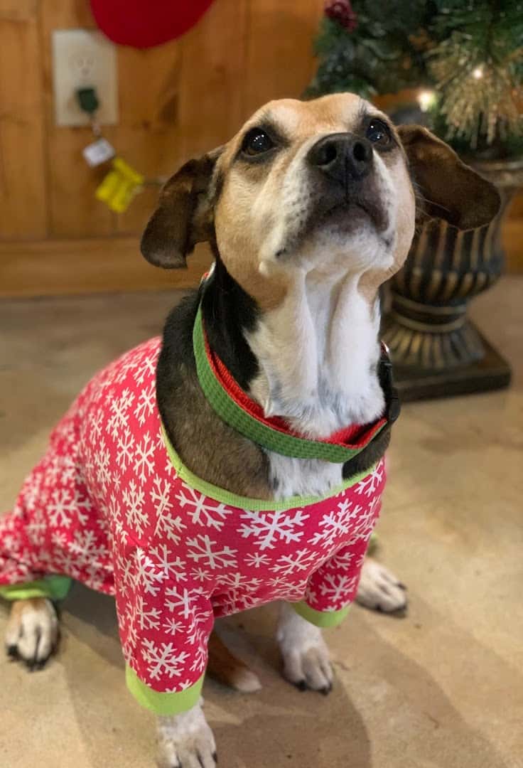 Dogwood Animal Clinic — Pet Services photo 2 of 5
