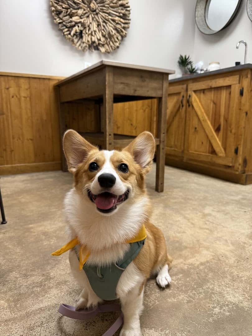 Dogwood Animal Clinic — Pet Services photo 3 of 5