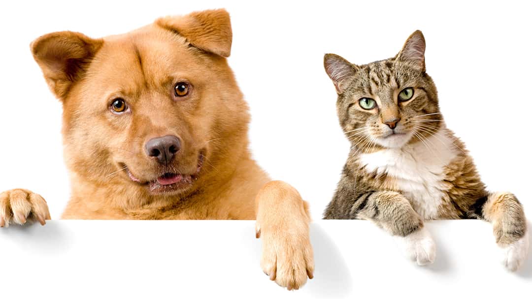 Prestige Animal Wellness — Pet Services photo 1 of 5