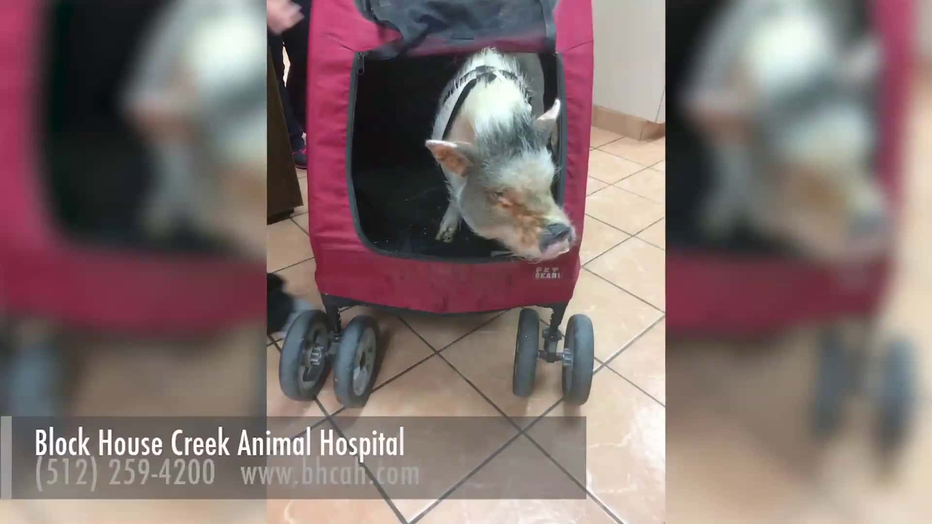 Block House Creek Animal Hospital — Pet Services photo 2 of 5