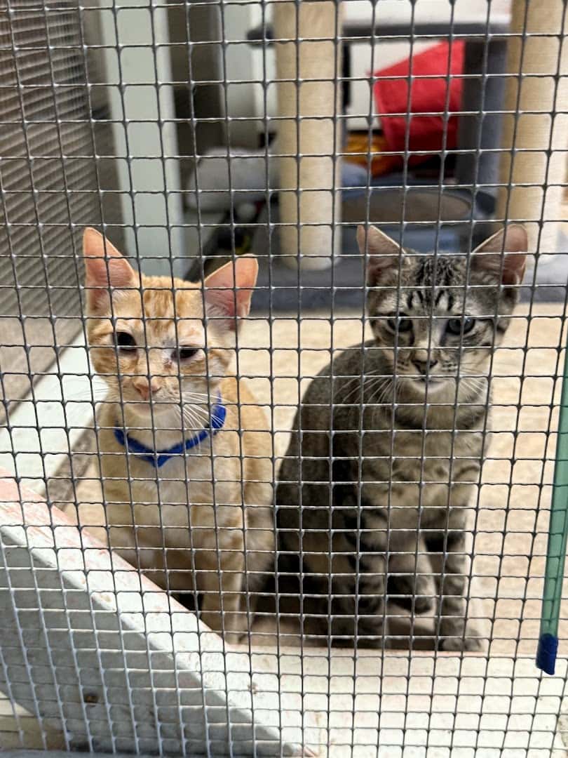 Central Texas SPCA — Pet Services photo 2 of 5