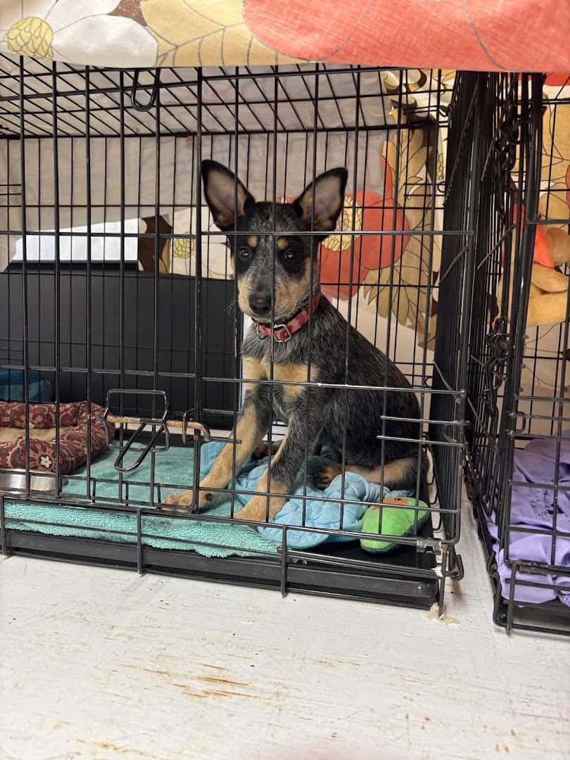 Central Texas SPCA — Pet Services photo 3 of 5